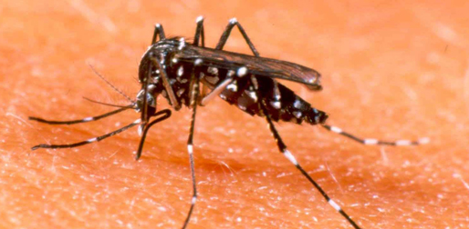 dengue2