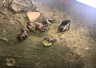 03d898317a91663adb31033eabfe933a0087e4ea8c396304d608740dd9ef-iloveimg-resized