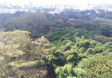 arvore-08.03-iloveimg-resized