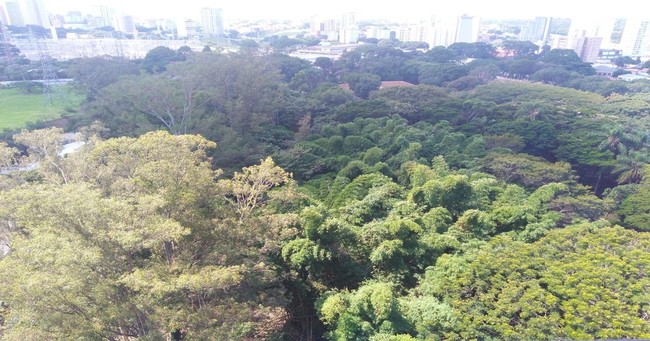 arvore-08.03-iloveimg-resized