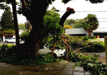 arvore-iloveimg-resized-boost