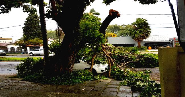 arvore-iloveimg-resized-boost