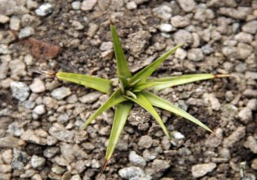 encholirium-iloveimg-resized