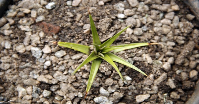 encholirium-iloveimg-resized