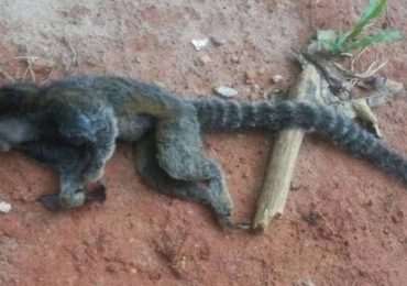 xmacacomorto-jpeg.jpg.pagespeed.ic.5PrmUWC01H-iloveimg-resized