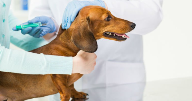 vacinação e cães