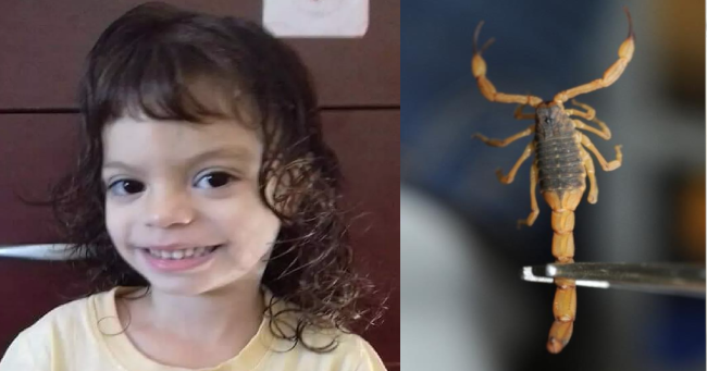 morte por escorpião