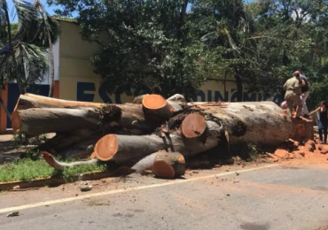 arvore cortada