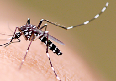 dengue