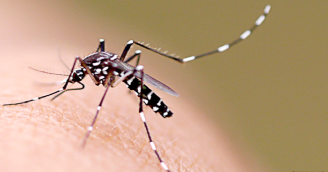 dengue
