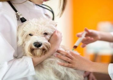 importancia-da-vacinacao-em-caes-desde-filhotes (1)